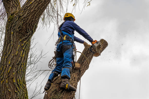 Tree Root Removal in Arcola, VA